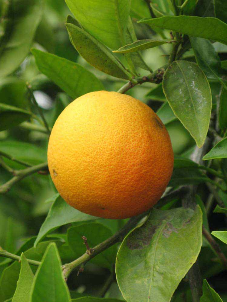            Fruit (Riverside, CA)   